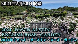 デビッド・オースチン・イングリッシュローズガーデン　DAVID AUSTIN  ENGLISH ROSE GARDEN 　#4K #デビッド・オースチン #ローズ