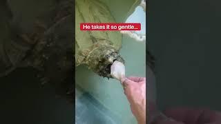 Feeding My Pet Alligator Snapping Turtle!  #shorts #turtle