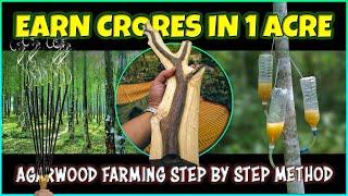 Agarwood Farming | Agarwood Inoculation Process and Agarwood incense Making Business