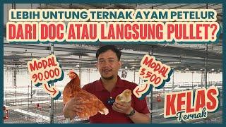 LEBIH UNTUNG TERNAK AYAM PETELUR DARI DOC ATAU PULLET ??? - Kelas Ternak Eps. 1