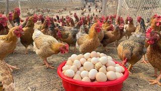 How to Raise Chickens for Eggs & Meat – Chicken Farm Business in 2025