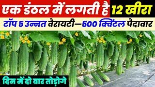 kheera ki best variety | खीरा ककड़ी की टॉप 5 हाईब्रिड वैरायटी | Hybeid kheera ki variety cucumber