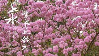 上水紫花風鈐木 盛放粉紅花海 Pink Trumpet Tree 4K