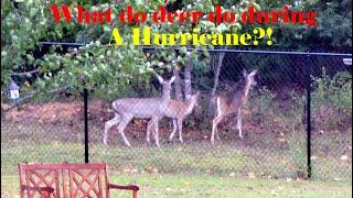 Hurricane Helene: Deer, Dogs, Wind and Rain