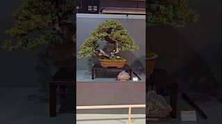 Massive Holm Oak#bonsai #fy #fyp #reus #Spain #eba #schweiz #suisse #switzerland