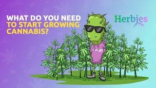 HOW TO START GROWING CANNABIS | Beginner's Guide