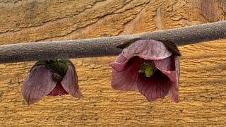 Pawpaws Blooming in Greenhouse Spring Update