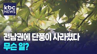 전남권에 단풍이 사라졌다..무슨 일? / KBC뉴스