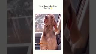 Watch Furry Funnies to brighten your day #funnydogs #funnyfurryfriends #cutedogs