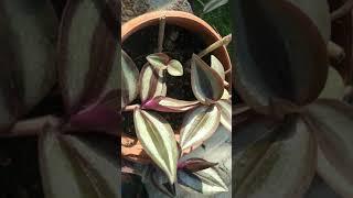 Tradescantia zebrina (decoration plants)