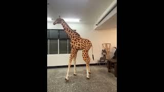 魔人社長頸鹿人偶行走動作測試  mostudio  Giraff walking test