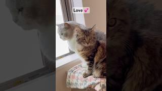 Love #kittens #cat #katten #cuteanimal #cute #kitte #cutecat #cutekittten #cutepet #catlover #cats