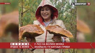 “Вполювала” ВЕЛЕТНЯ! У лісі на Волині жінка знайшла гігантські гриби