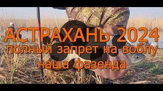 Астрахань 2024, вобла 2024, запрет на вылов воблы, турбаза наша фазенда