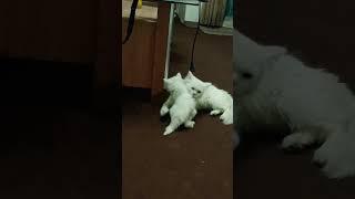 Jenny's Last Hug With His Kitten |Day 43| #cat #sad #shorts #viral #love