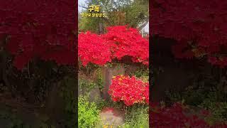 #아침노을다육 #아리조나 #식물 #꽃 #예뻐요 #옹이 #마이진 #트로트 #가수 #노래 #좋아요
