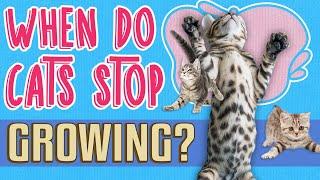 When Do Cats Stop Growing?  | Stages of a Cat's Growth & Feline Development 