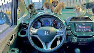 2012 Honda Fit Sport +((Baby Cat POV)) ASMR RELAXING POV TEST DRIVE