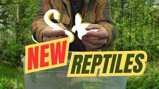 THREE NEW REPTILES - growing the homestead