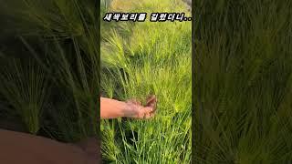 겨울 새싹보리가 남아서 길렀더니 잘 영글고 있어요(5월14일)