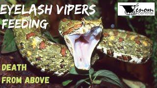 Eyelash viper feeding | Eyelash viper care & set up