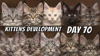 Maine Coon kittens development | From 0 to 10 weeks day by day | DAY 70