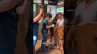 Baby horse Millie’s first turnout ended with a bite and stitches…