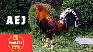 Fiestag 2024 | AEJ #manok