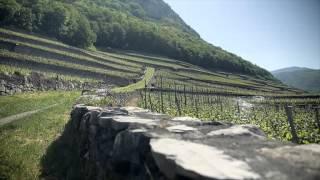 Swiss Wine - VAUD / WAADT