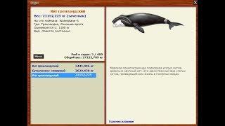 Шоу гренландских китов