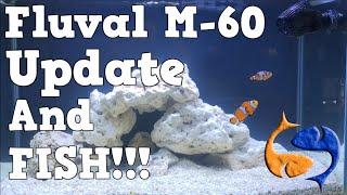 Fluval M-60 Saltwater Tank Update and FISH!! KGTropicals!!!