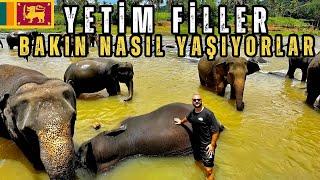 BURASI DÜNYA’NIN İLK VE TEK FİL YETİMHANESİ - ANASIZ BABASIZ FİLLER - SRİ LANKA