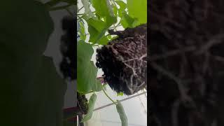 Огурцам 1 месяц от посева #марьянская #огород #теплица #урожай #огурцы ￼