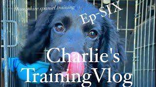 Puppy training for a English working Cocker,Springer Spaniel puppy gundog training tips tricks