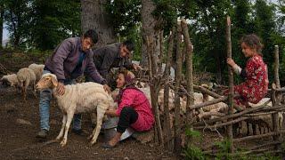 The life of herders in Hyrcanian forest زندگی دامداران در جنگل‌های هیرکانی