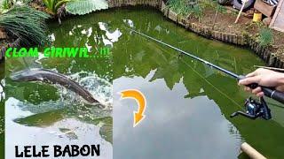 MANCING LELE MONSTER PENGHUNI KOLAM