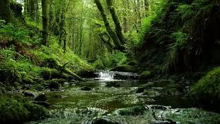 CALMING FOREST SOUNDS, BUBBLING STREAM AND RELAXING BIRDSONG FOR SLEEP AND STRESS RELIEF