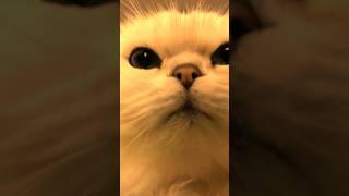 cute cat   & monkey  funny  #funnyvideos #cat #monkey #viral #video #funny #cute #shorts#yt