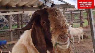 reasons why you would venture into goat farming  by Hamiisi semanda +256773343283