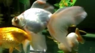 Our Goldfish aquariums/ ตู้ปลาทองบ้านเรา/Závojnatky