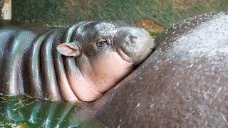 Moo Deng: Bouncing baby hippo drawing large crowds