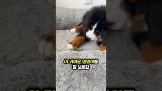 댕댕이가 브로콜리를 먹지 않는 이유