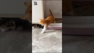 #shorts#How these cats are scaring each other:#These cats started playing#cute#cat#funny #catworld