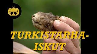 Turkistarha-iskut | Karpolla on asiaa