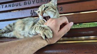 Pregnant cat goes crazy when you touch her belly.