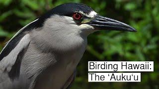 Birding Hawaii: The ʻAukuʻu (Black-crowned Night Heron)