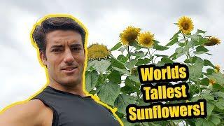 GIANT SUNFLOWERS AND A SHOW!?! Longwood Gardens with Pond Megastore