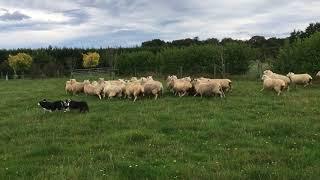 Hirtenhunde bei der Arbeit