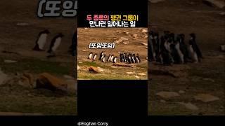 두 종류의 펭귄 그룹이 만나면? #동물 #펭귄