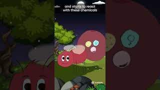 How Do Fireflies Produce Light? | Interesting Facts | Embibe